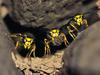 Screen Themes - Little Creatures - Yellowjacket Wasps