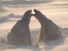 Screen Themes - Polar Bears - Adolescent Cubs