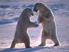 Screen Themes - Polar Bears - Dancing Bears