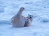 Screen Themes - Polar Bears - Lounging