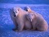Screen Themes - Polar Bears - Mother & Cubs