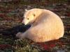 Screen Themes - Polar Bears - On a Field