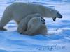 Screen Themes - Polar Bears - Protective Mother