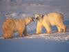 Screen Themes - Polar Bears - Two Adults
