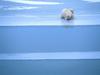 Screen Themes - Polar Bears - Waiting for Dinner