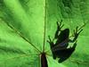 Screen Themes - Tropical Rainforest - Pacific Tree Frog