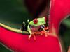 Screen Themes - Tropical Rainforest - Red-eyed Treefrog