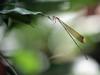 Screen Themes - Tropical Rainforest - Tropical Rain Forest Damselfly