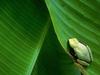 Screen Themes - Tropical Rainforest - Treefrog on Leaf
