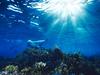 Screen Themes - Undersea Life 1 - Australian Sea Lion