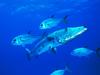 Screen Themes - Undersea Life 1 - Barracuda
