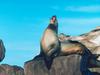 Screen Themes - Undersea Life 1 - California Sea Lion