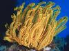 Screen Themes - Undersea Life 1 - Crinoid