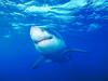Screen Themes - Undersea Life 1 - Great White Shark