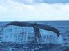 Screen Themes - Undersea Life 1 - Humpback Fin
