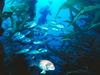 Screen Themes - Undersea Life 1 - Red & Black Fish