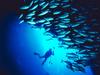 Screen Themes - Undersea Life 1 - School of Snapper