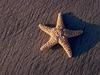 Screen Themes - Undersea Life 1 - Sea Star