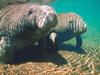 Screen Themes - Undersea Life 1 - Two Manatee