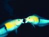 Screen Themes - Undersea Life 1 - Yellowhead Wrasse