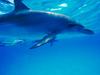 Screen Themes - Undersea Life 2 - Dolphin