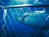 Screen Themes - Undersea Life 2 - Great White Shark