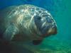 Screen Themes - Undersea Life 2 - Manatee