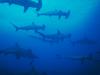 Screen Themes - Undersea Life 2 - School of Hammerhead Sharks