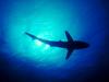 Screen Themes - Undersea Life 2 - Shark Silhouette
