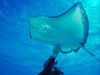 Screen Themes - Undersea Life 2 - Sting Ray & Diver
