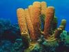 Screen Themes - Undersea Life 2 - Yellow Tube Sponge