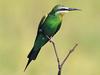 Screen Themes - Wild Birds - Blue-Cheeked Bee-Eater