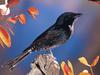 Screen Themes - Wild Birds - Fork-Tailed Drongo