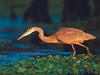 Screen Themes - Wild Birds - Great Blue Heron