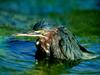 Screen Themes - Wild Birds - Green Heron