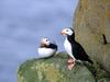 Screen Themes - Wild Birds - Horned Puffins