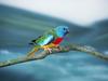 Screen Themes - Wild Birds - Splendid Grass Parakeet - Scarlet-chested Parrot (Neophema splendid...