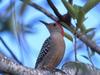 Screen Themes - Wild Birds - Woodpecker