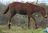 Horse (mare)