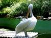 Pelican
