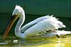 Pelican