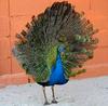 Bird (Peacock)