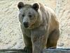 Brown Bear