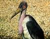 Marabou Stork (exactly called a 