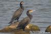 민물가마우지 Phalacrocorax carbo (Great Cormorant)