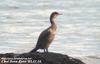 가마우지 Phalacrocorax capillatus (Temminck's Cormorant)