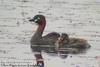 논병아리 Tachybaptus ruficollis (Little Grebe)