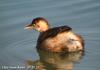 논병아리 Tachybaptus ruficollis (Little Grebe)