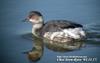 검은목논병아리 Podiceps nigricollis (Black-necked Grebe)