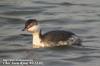 귀뿔논병아리 Podiceps auritus (Horned Grebe)